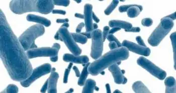 Study evaluates clinical efficacy of probiotics to treat gingivitis